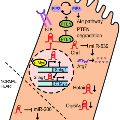 10741_2023_10342_Fig1_HTML